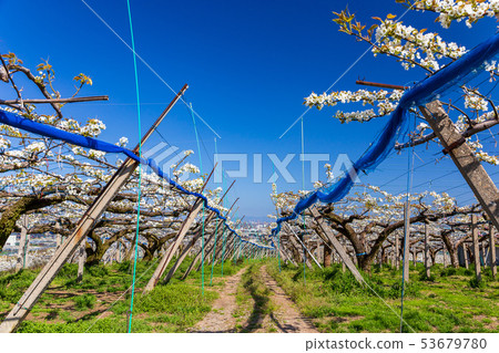 盛開的梨領域 53679780