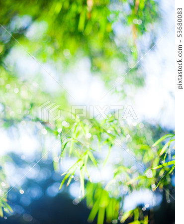 Bamboo leaves with rain drops blurred background. Copy space. Bamboo leaves with rain drops blurred background. Copy space. 53680083