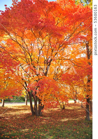 Autumn leaves maple 53680163
