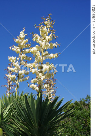 Atsuba Kimigayoran 53680825