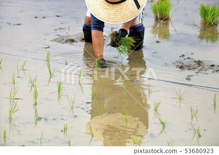 Rice planting Rice planting 53680923