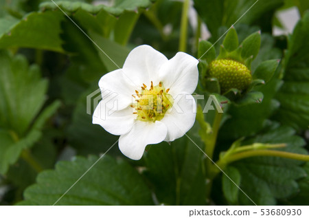 草莓花 草莓花 53680930