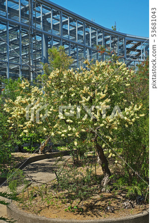 White Brassica flower 53681043