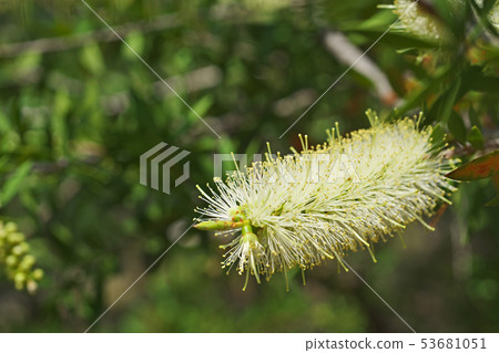 白蕓苔花 53681051