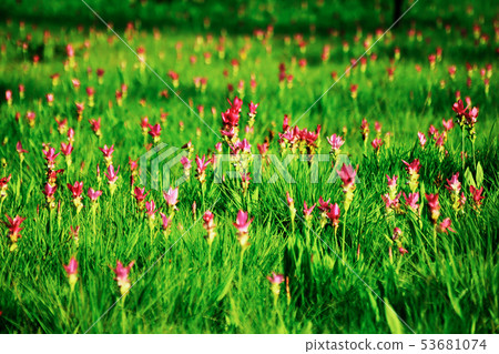 Curcuma sessilis in beautiful pink nature 53681074