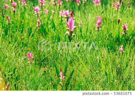 Curcuma sessilis in beautiful pink nature 53681075