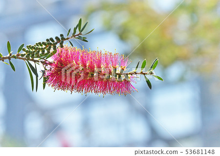 A red brushwood flower 53681148
