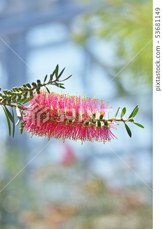 A red brushwood flower 53681149