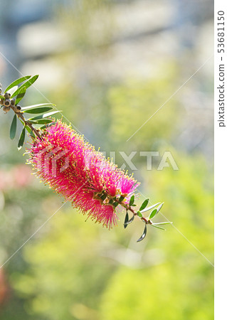 A red brushwood flower 53681150