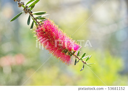 A red brushwood flower 53681152