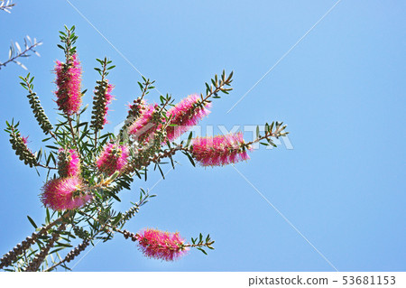 A red brushwood flower 53681153