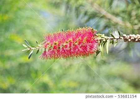 A red brushwood flower 53681154