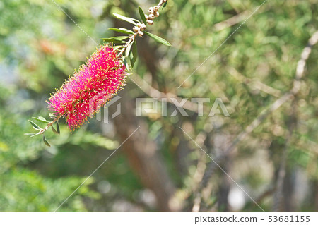 A red brushwood flower 53681155