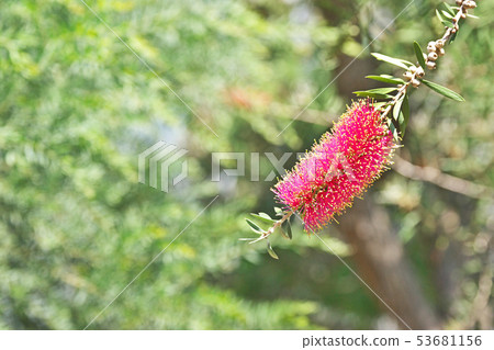 A red brushwood flower 53681156
