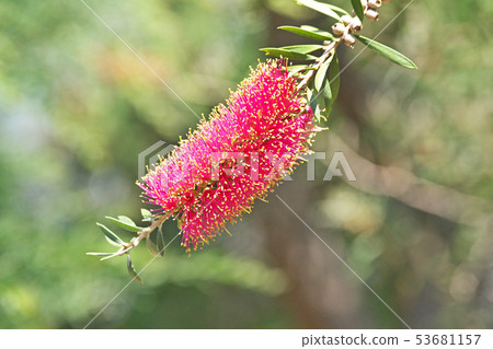 A red brushwood flower 53681157