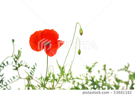 Poppy flowers or papaver poppy on sunny light, isolated on white background. 53681182