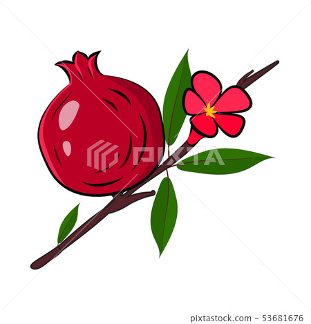 Pomegranate branch with fruit, flower with leaves isolated on a white background 53681676