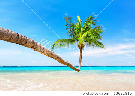 Coconut palm trees and blue sky and sea Coconut palm trees and blue sky and sea 53681810