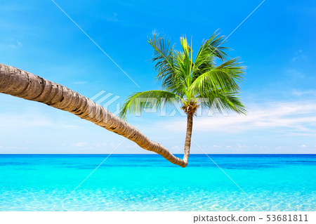 Coconut palm trees and blue sky and sea 53681811