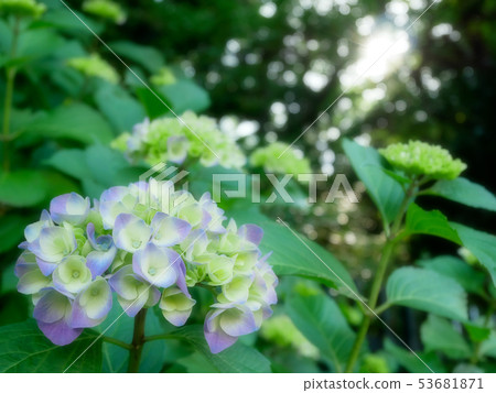 Hydrangea that began to bloom 53681871
