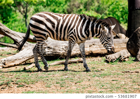 zebra  53681907