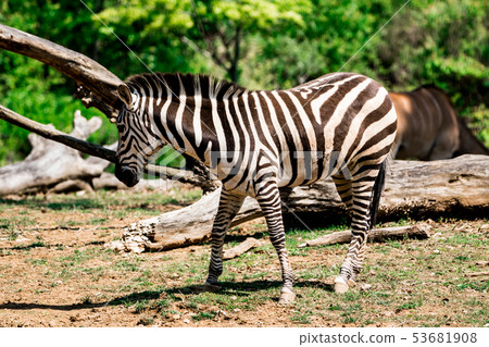 zebra zebra 53681908
