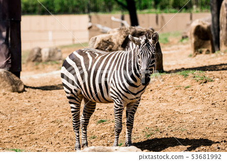 zebra  53681992