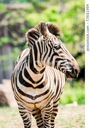 zebra  53681994