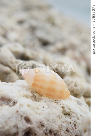 Conch Conch 53682075