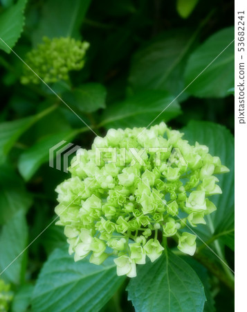 Hydrangea that began to bloom Hydrangea that began to bloom 53682241