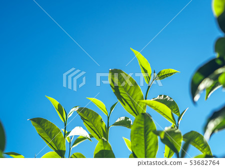 Green tea, tea tree, tea leaves, Assam tea, fresh  53682764