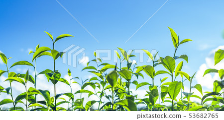 Green tea, tea tree, tea leaves, Assam tea, fresh  53682765