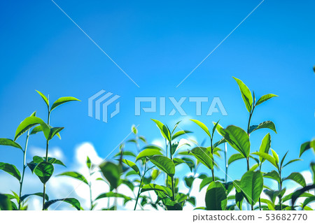 Green tea, tea tree, tea leaves, Assam tea, fresh Green tea, tea tree, tea leaves, Assam tea, fresh 53682770