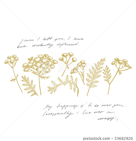 Tansy or daisy flower. Botanical illustration. Good for cosmetics, medicine, treating, aromatherapy 53682920