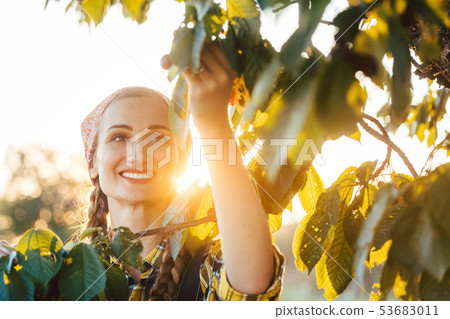 Beautiful farmer woman harvesting cherries from a tree 53683011