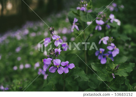 Purple flower blooming in the forest 53683152