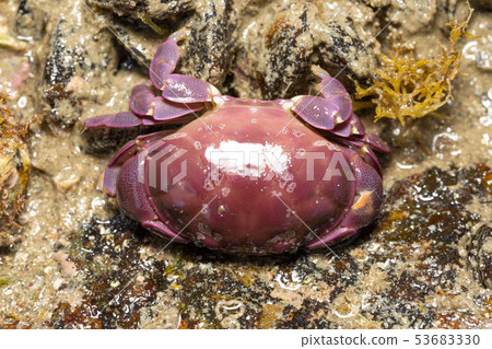 Sweet bean jam 53683330