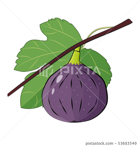 Fig branch with leafe Summer tropical fruits Vector illustration Fig branch with leafe Summer tropical fruits Vector illustration 53683549
