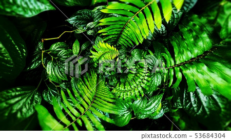 tropical green leaf tropical green leaf 53684304