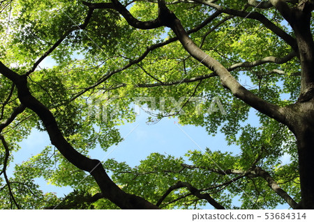 Blue maple of early summer Blue maple of early summer 53684314