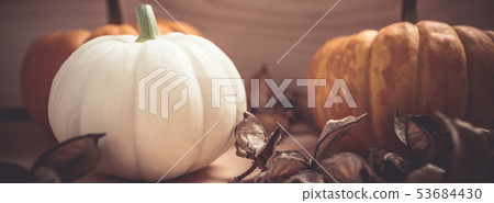 Autumn orange and white pumpkins Autumn orange and white pumpkins 53684430