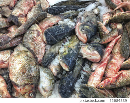 raw fresh water fishes on ice in a fish market raw fresh water fishes on ice in a fish market 53684889
