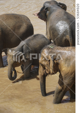 elephants having bath in a pond at nature 53684920