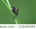 Beautiful Jumping Spider on a green background. 53684989