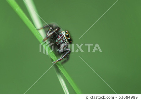 Beautiful Jumping Spider on a green background. Beautiful Jumping Spider on a green background. 53684989