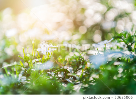 Wrightia antidysenterica flower on nature 53685006