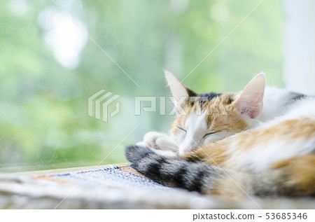 Tricolor cat sleeping near the window. Lazy. 53685346