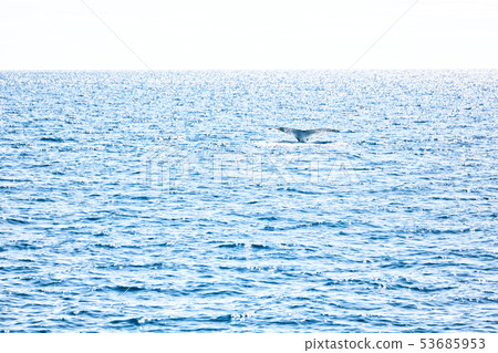 in australia a free whale in the ocean in australia a free whale in the ocean 53685953