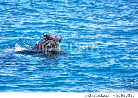 in australia a free whale in the ocean in australia a free whale in the ocean 53686055