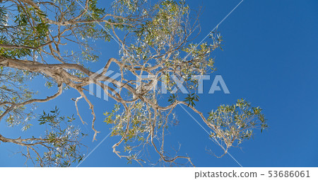 the tree and leaf in the clear sky the tree and leaf in the clear sky 53686061
